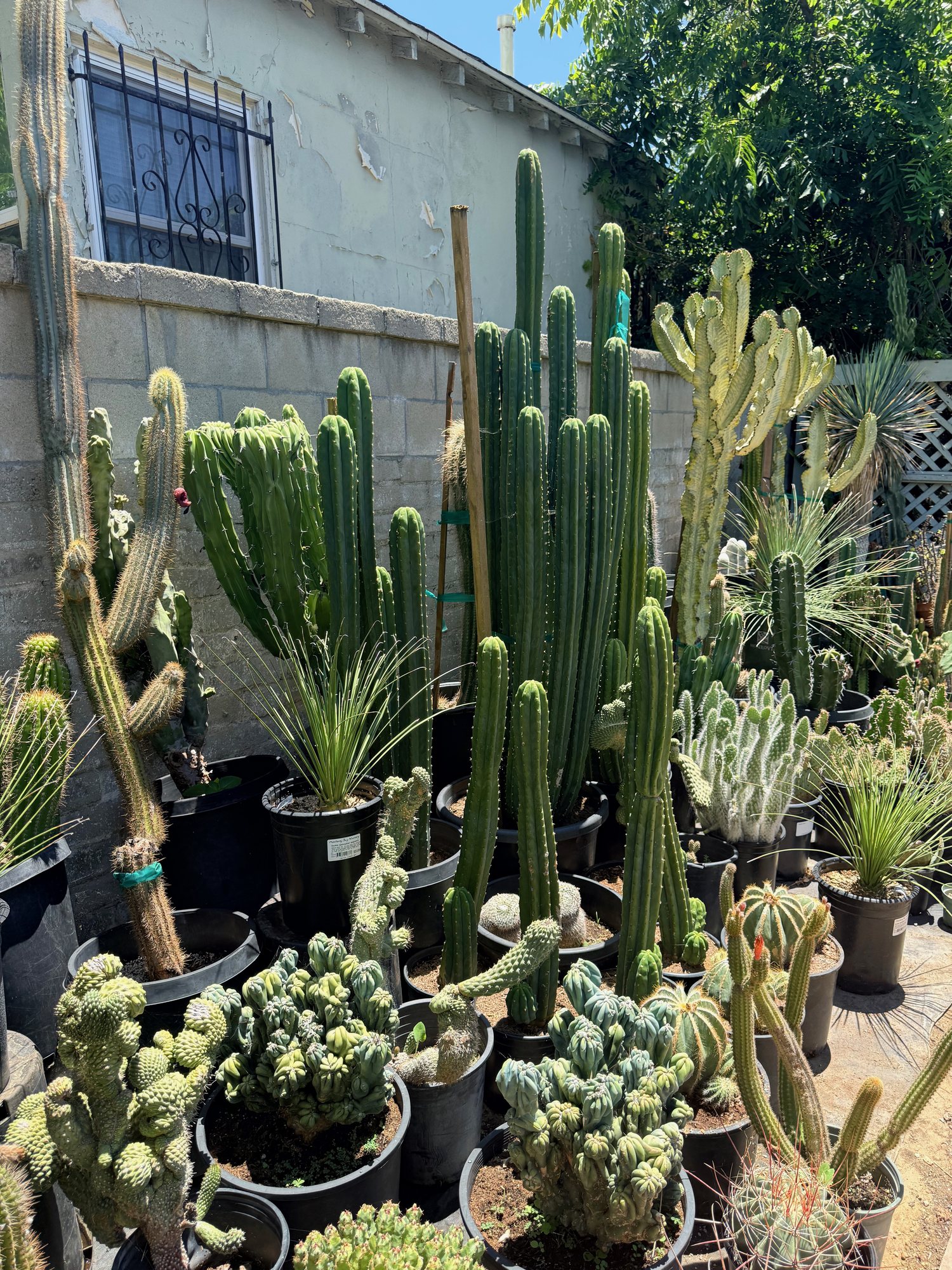 Seasonal gardening at Lincoln Avenue Nursery