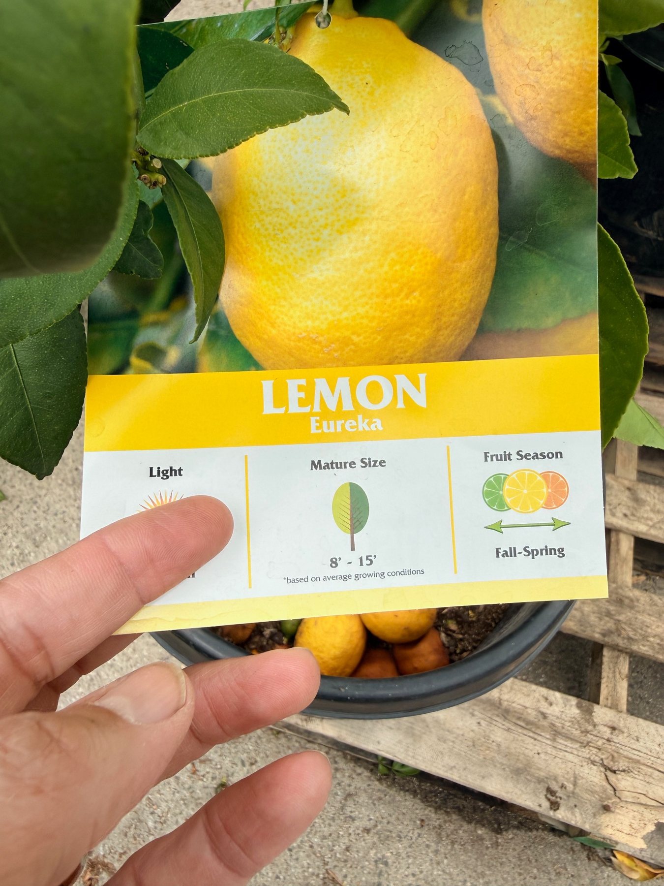 Eureka Lemon nursery label