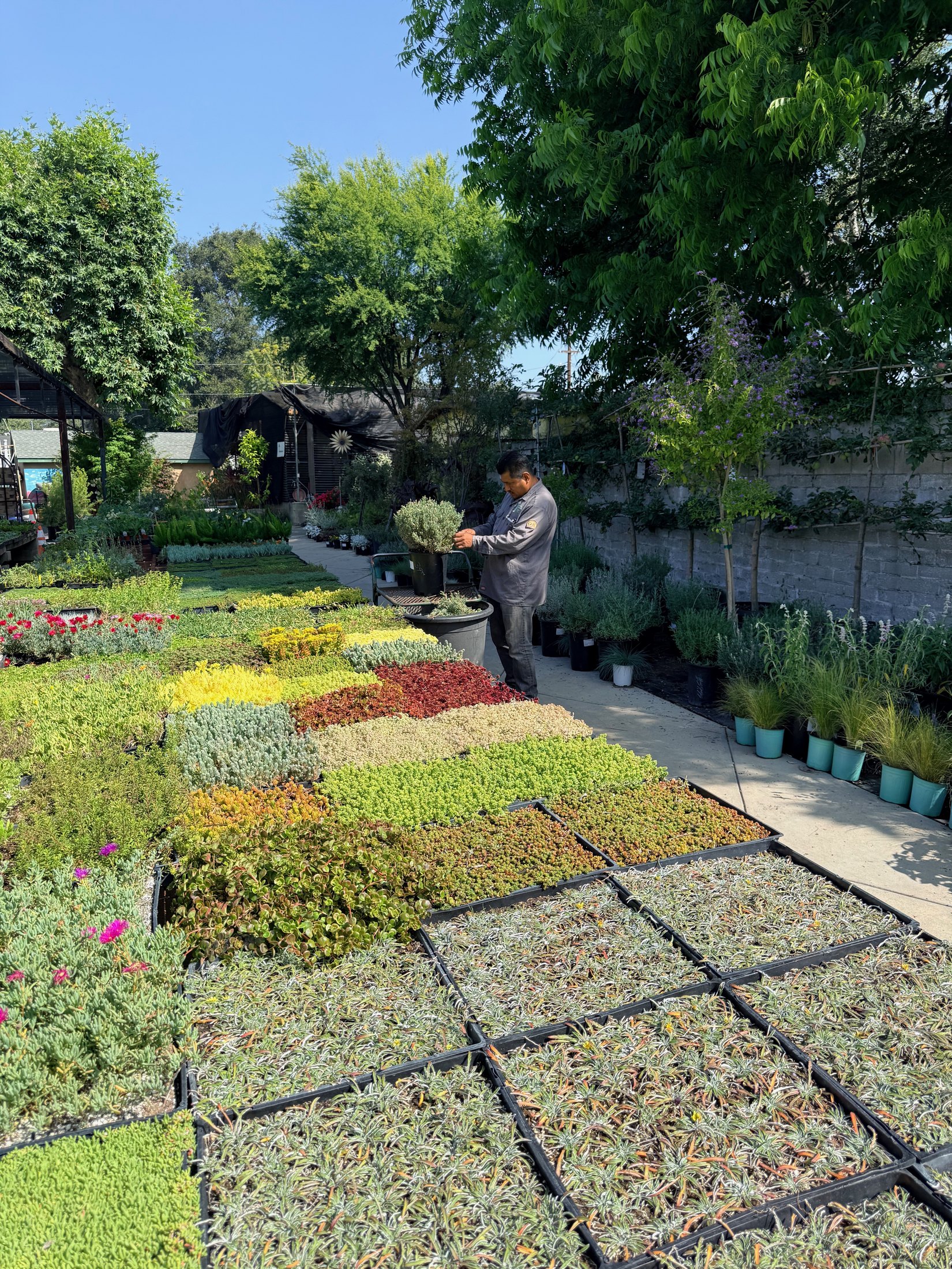 Groundcover plants at Lincoln Avenue Nursery