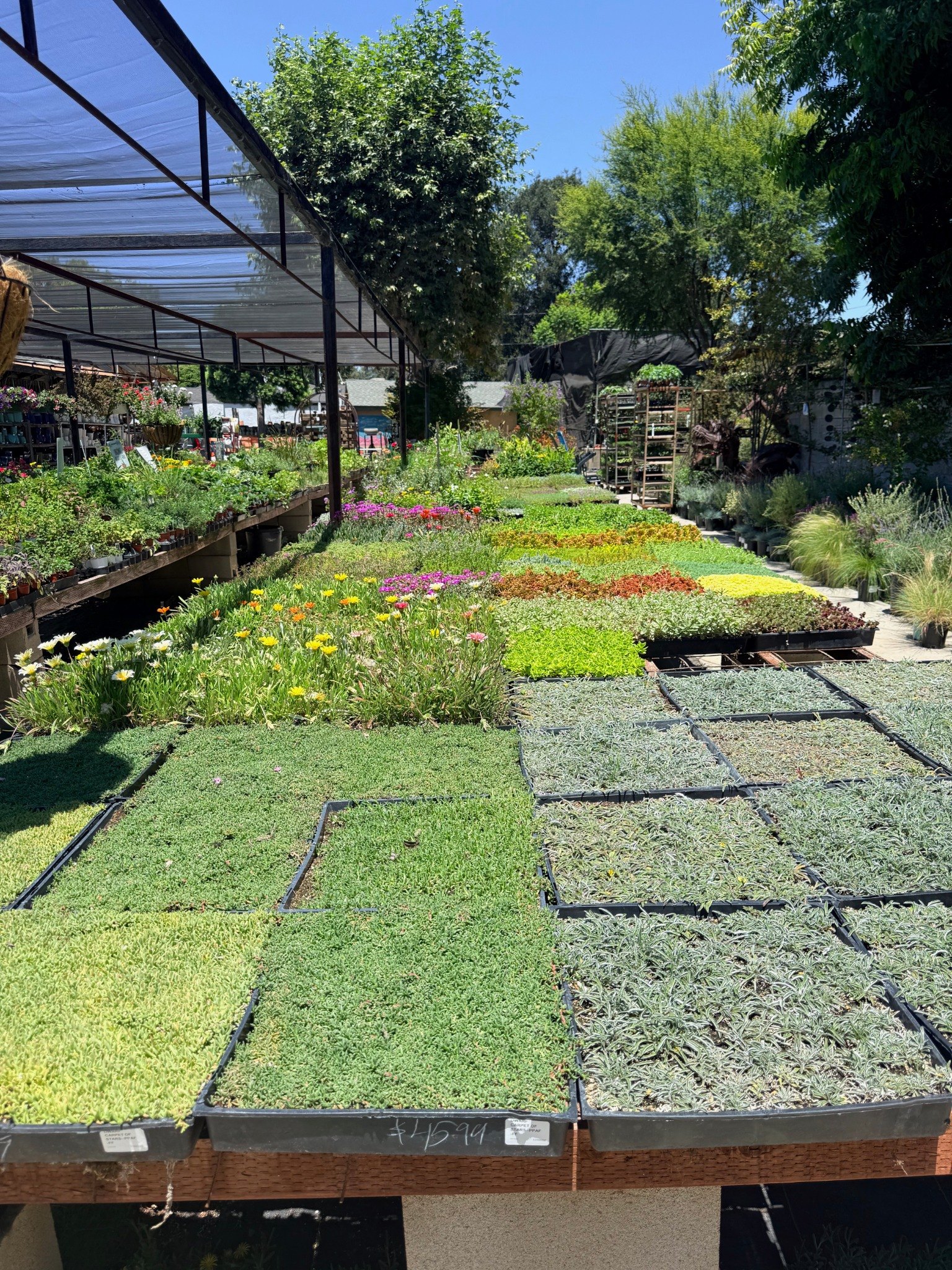 Groundcovers at Lincoln Avenue Nursery