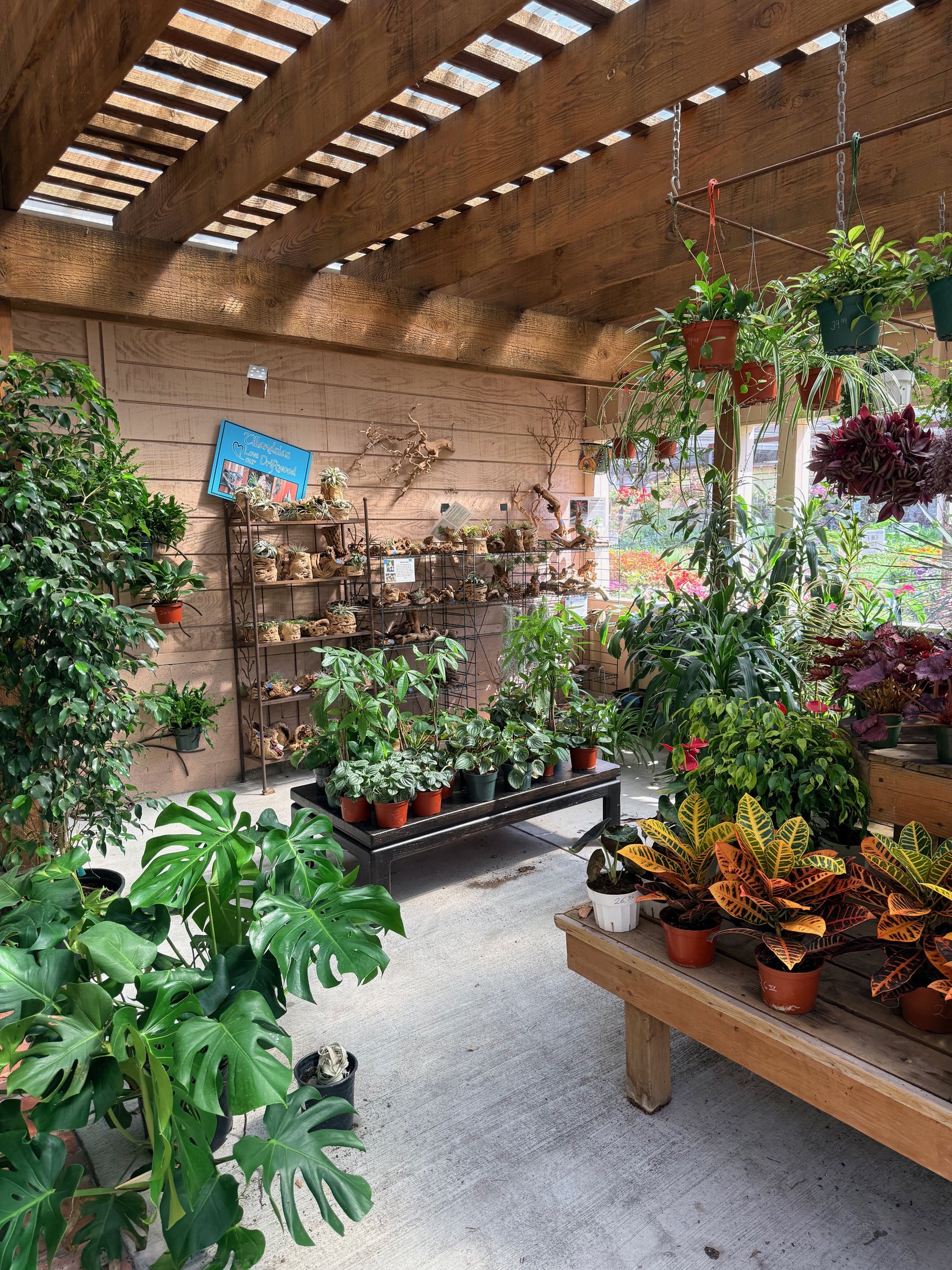 Indoor plants in Lincoln Avenue Nursery's current greenhouse