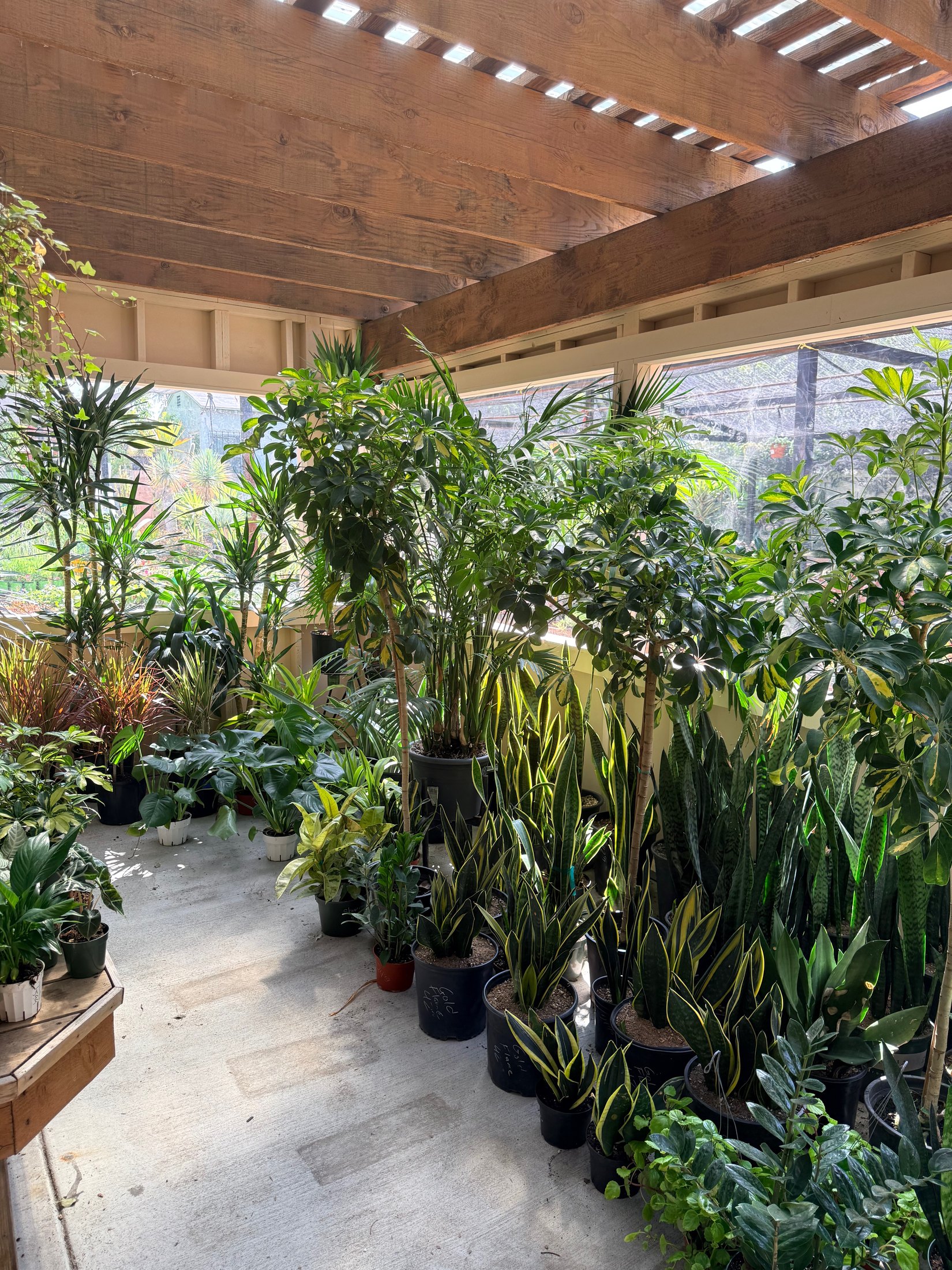 Indoor plants in Lincoln Avenue Nursery's current greenhouse