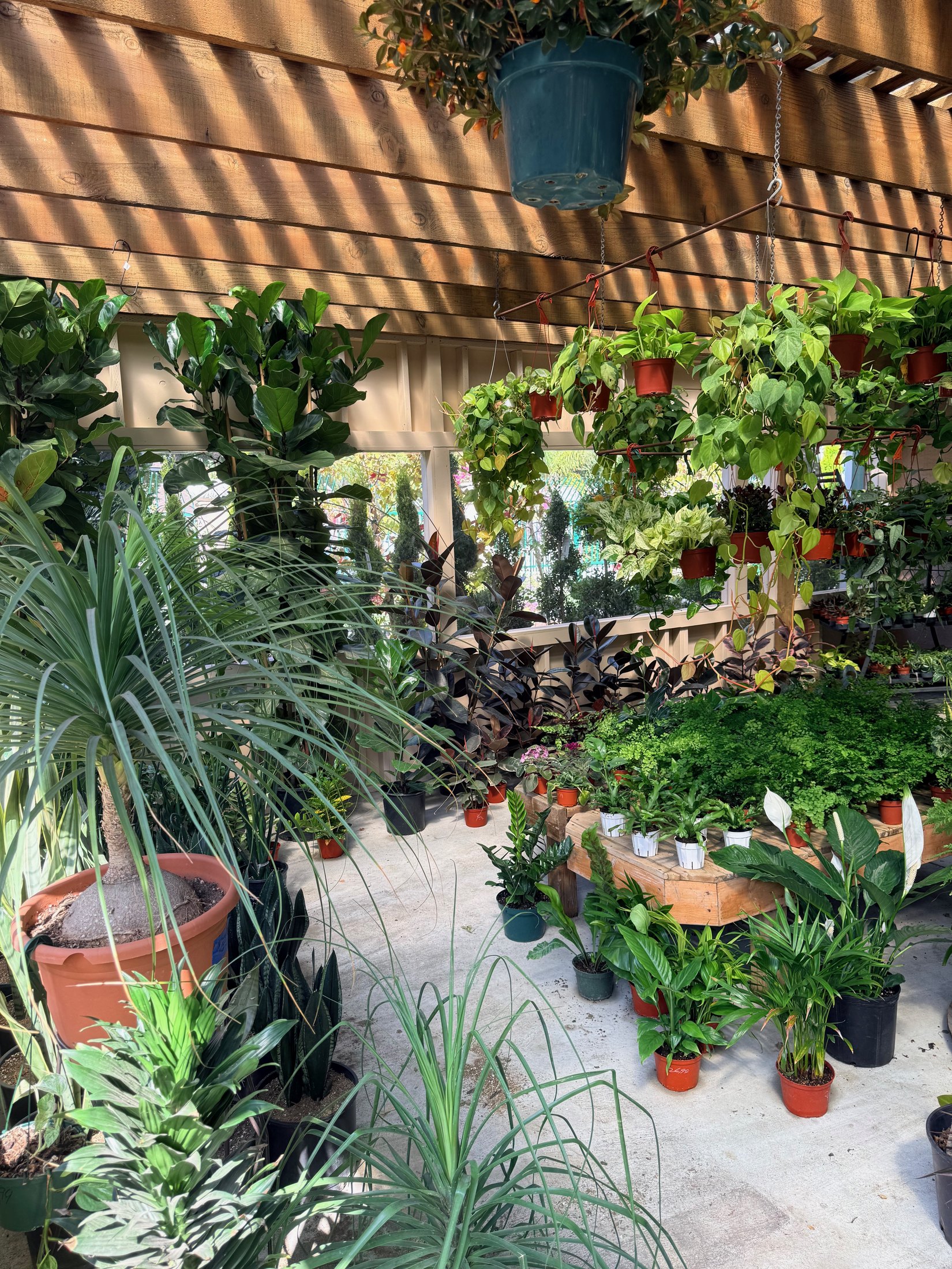 Indoor Plants at Lincoln Avenue Nursery