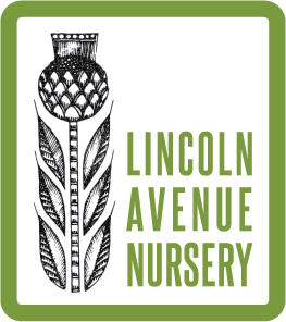 Lincoln Avenue Nursery logo