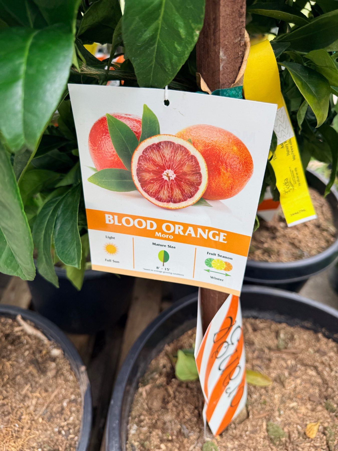 Moro Blood Orange nursery label