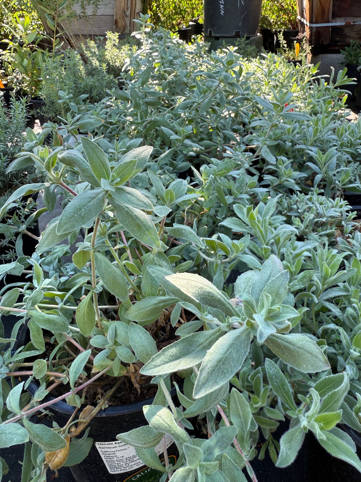 Silver foliage in the native plant section