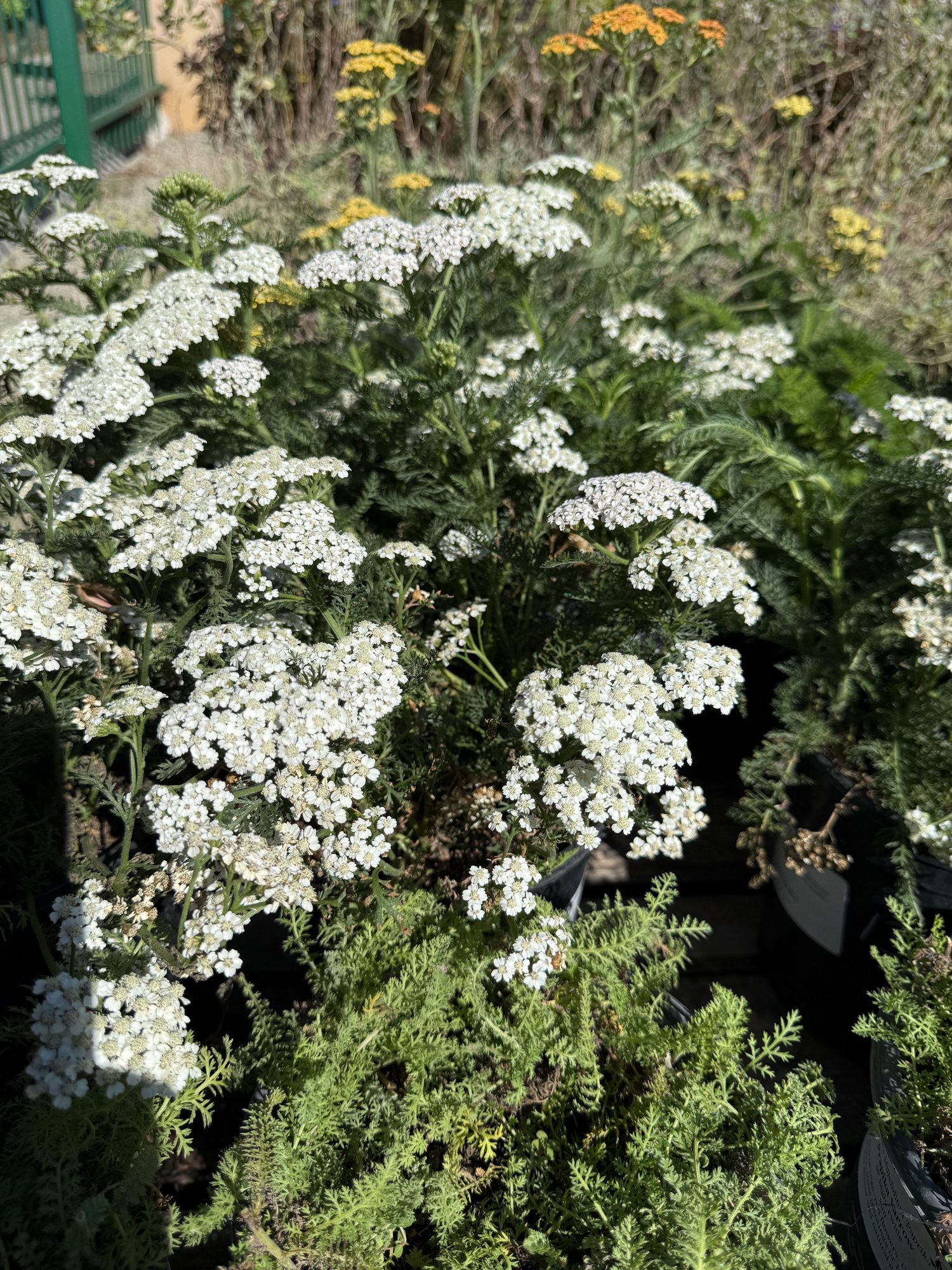 White flowering plants in the native plant section