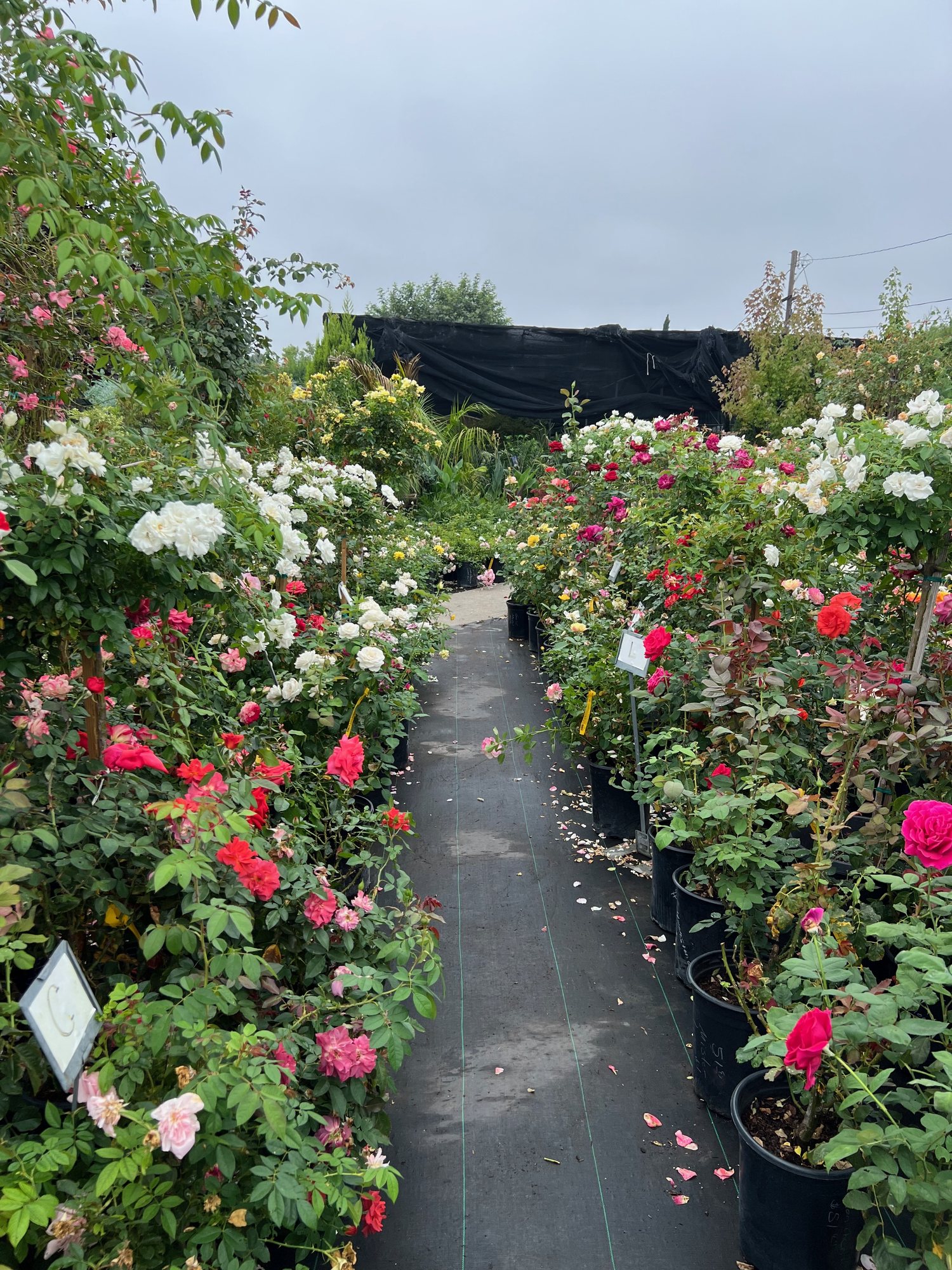 Roses at Lincoln Avenue Nursery