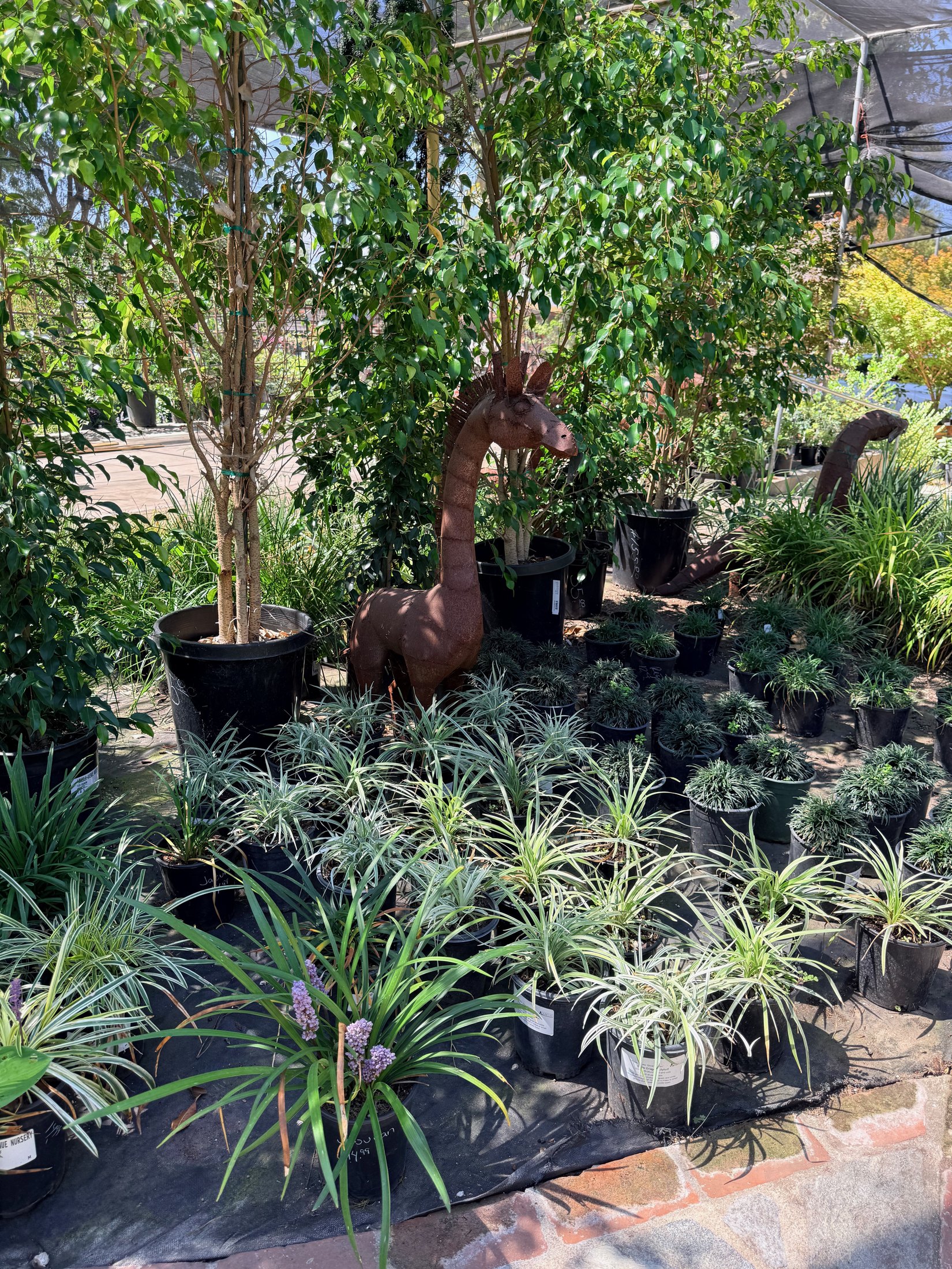 Shade plants at Lincoln Avenue Nursery
