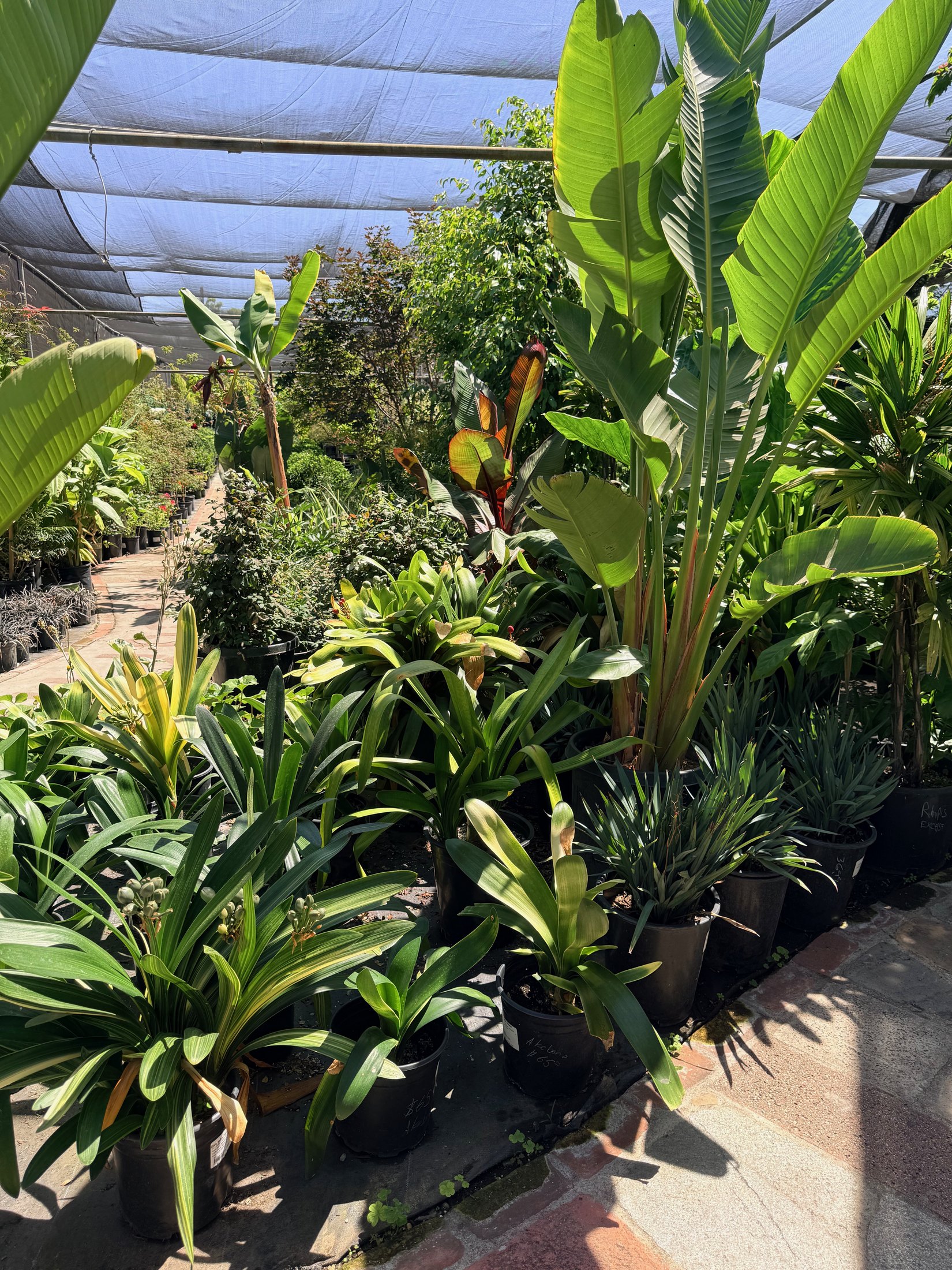Shade plants at Lincoln Avenue Nursery