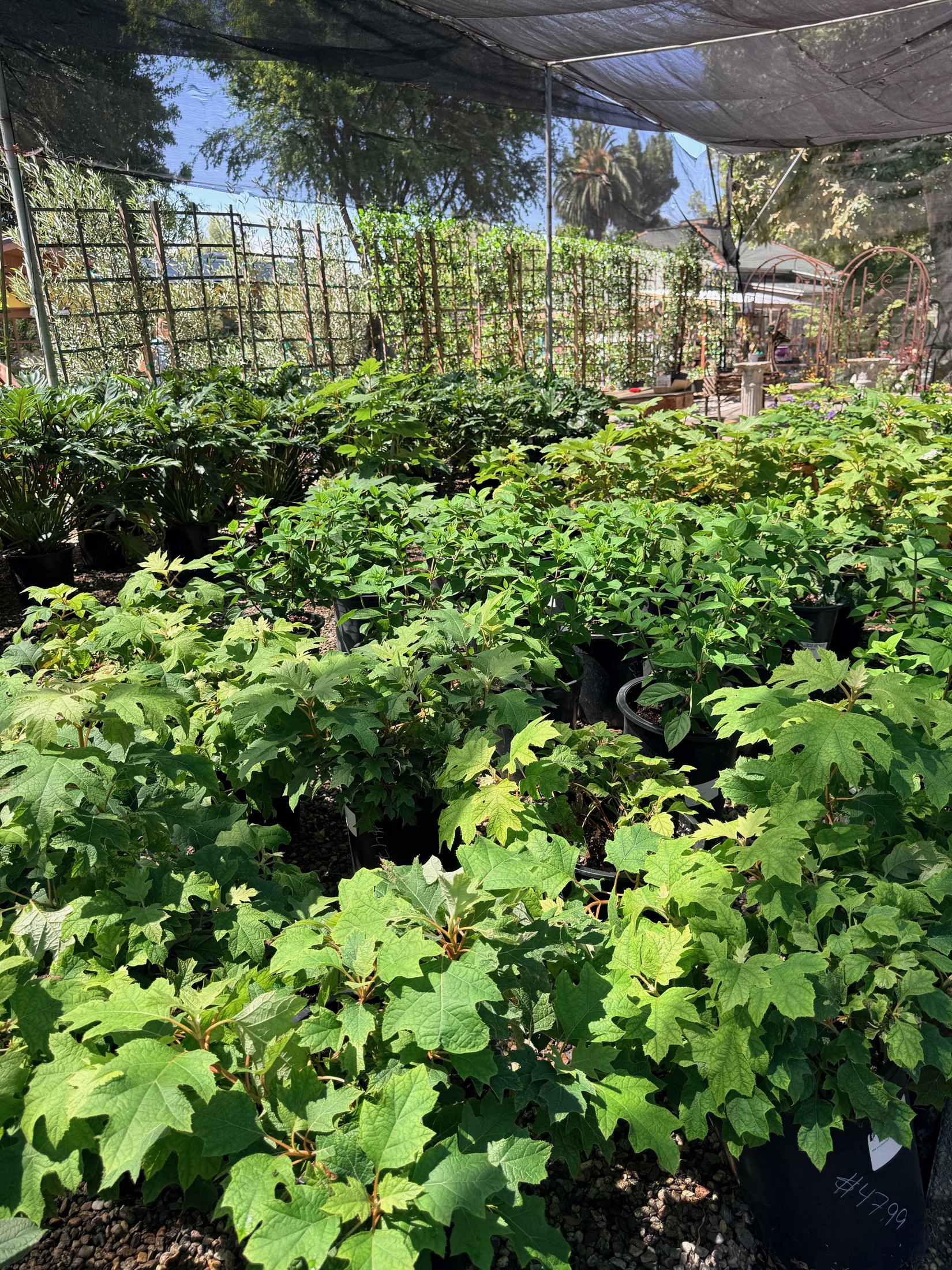 Shade plants at Lincoln Avenue Nursery