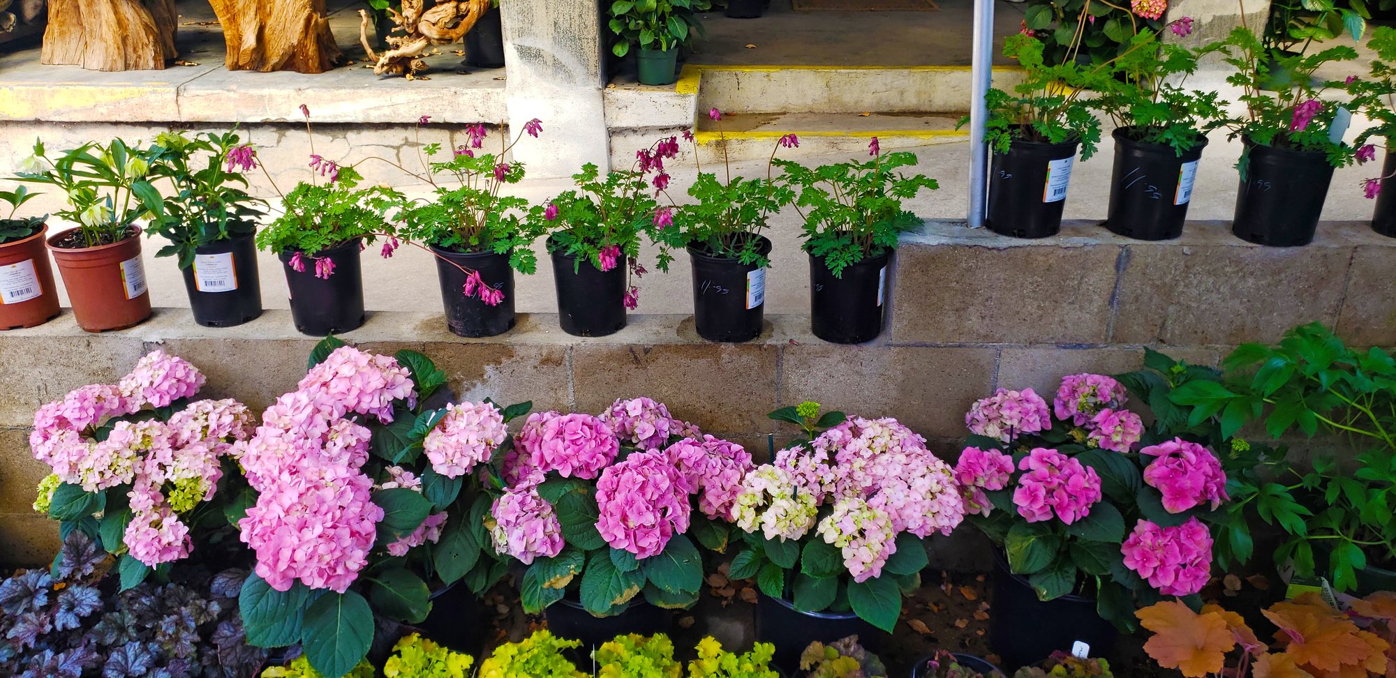 Shade Flowers at Lincoln Avenue Nursery