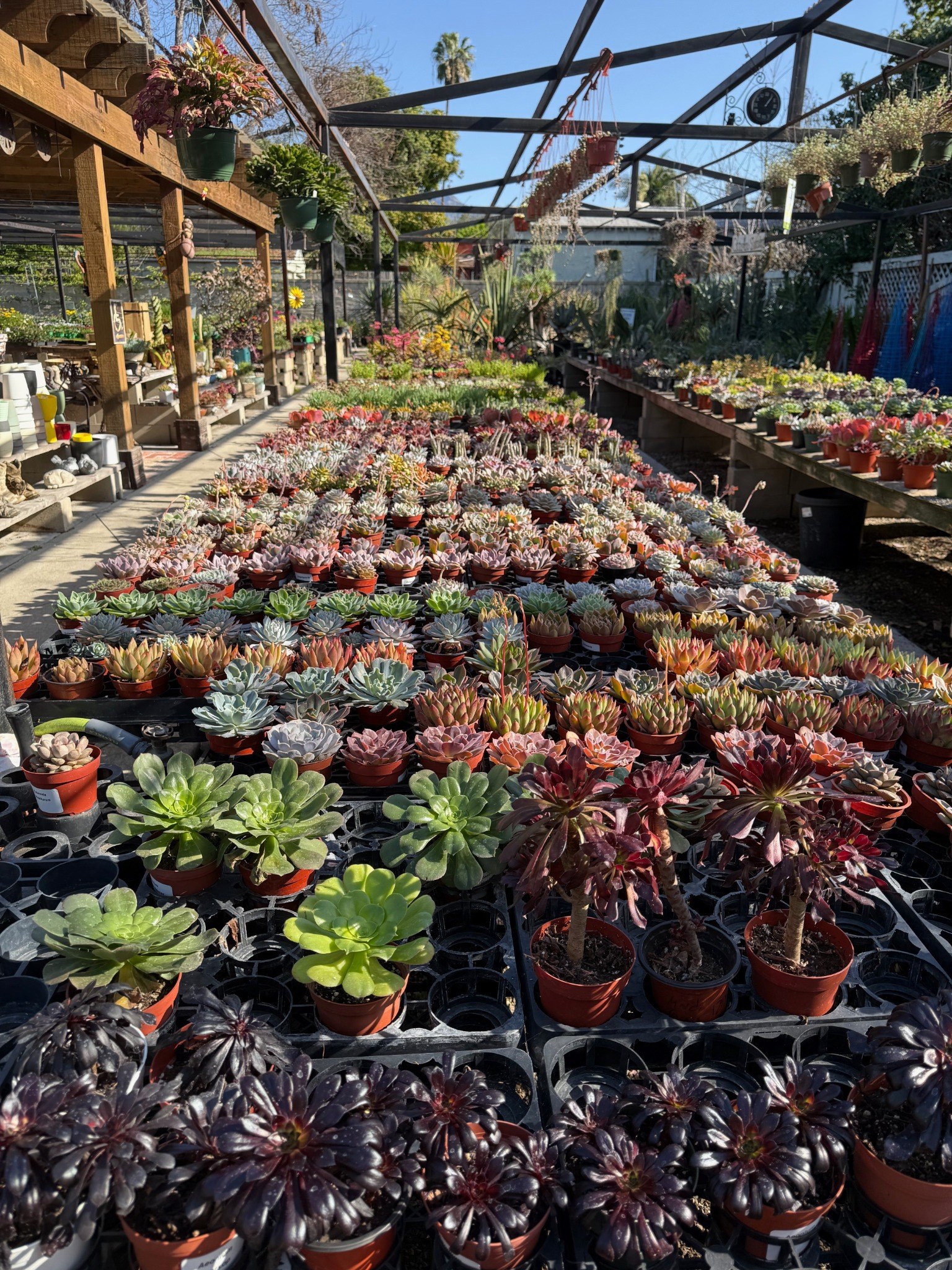 Succulents at Lincoln Avenue Nursery