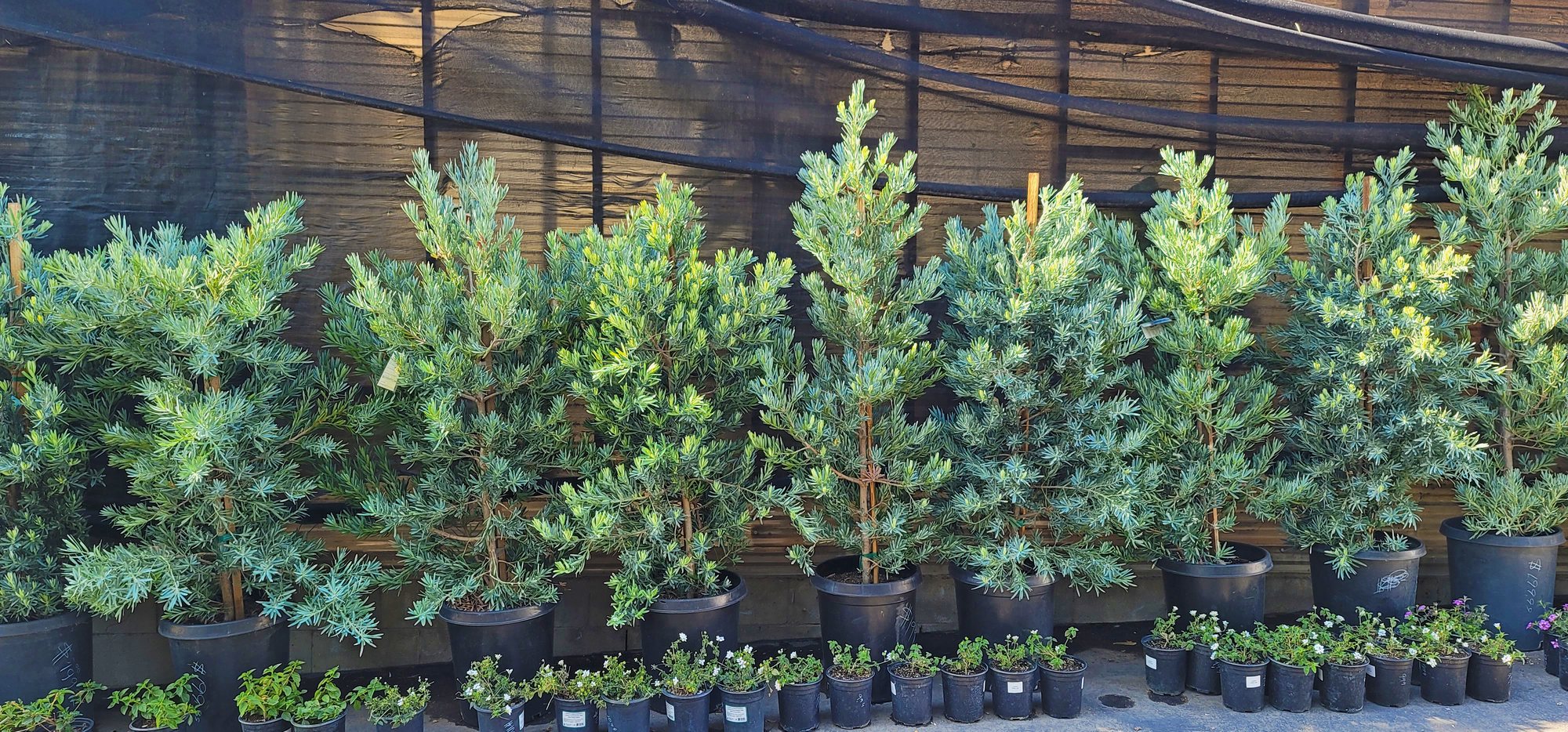Trees at Lincoln Avenue Nursery