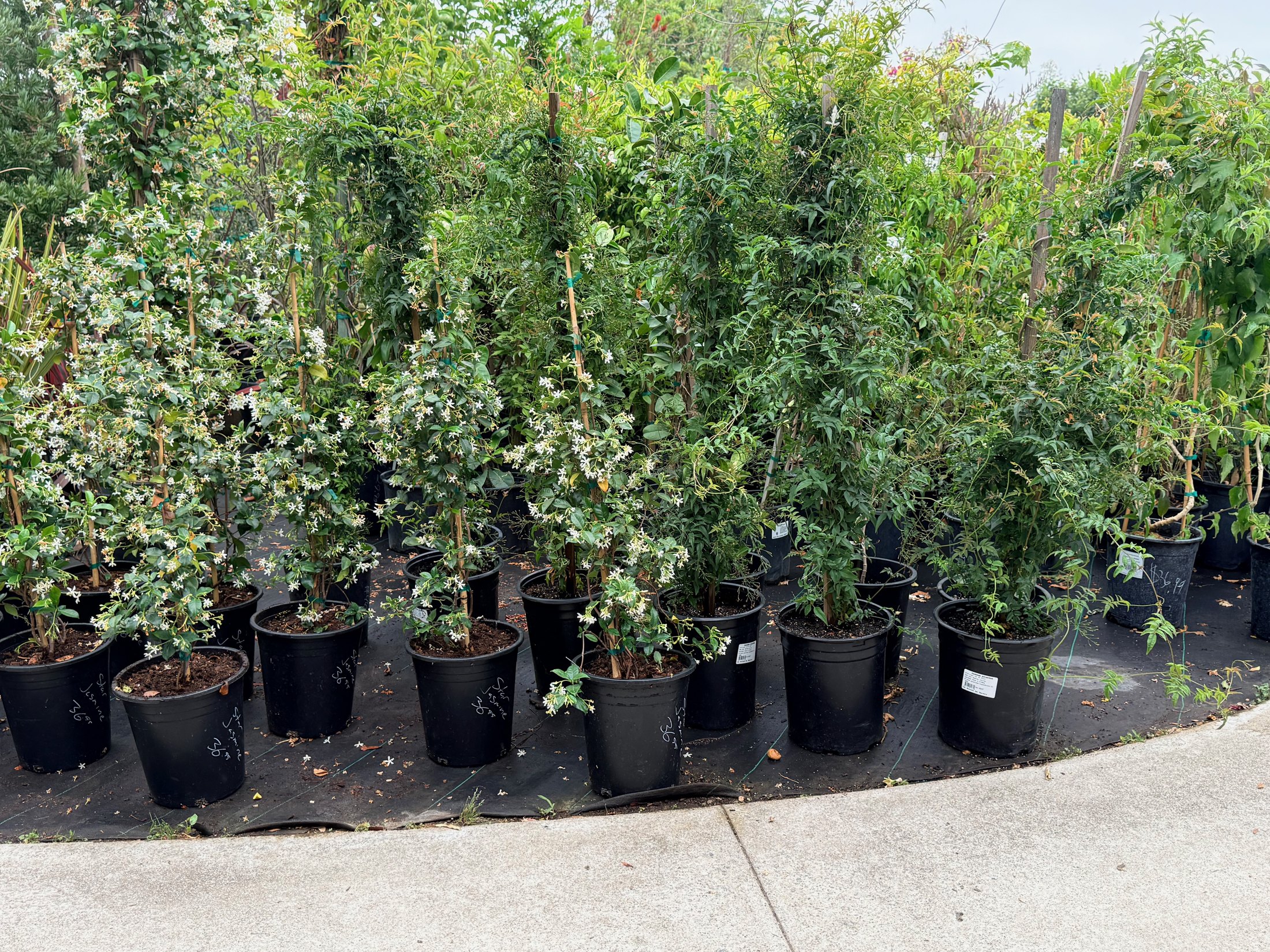 Climbing Vines at Lincoln Avenue Nursery